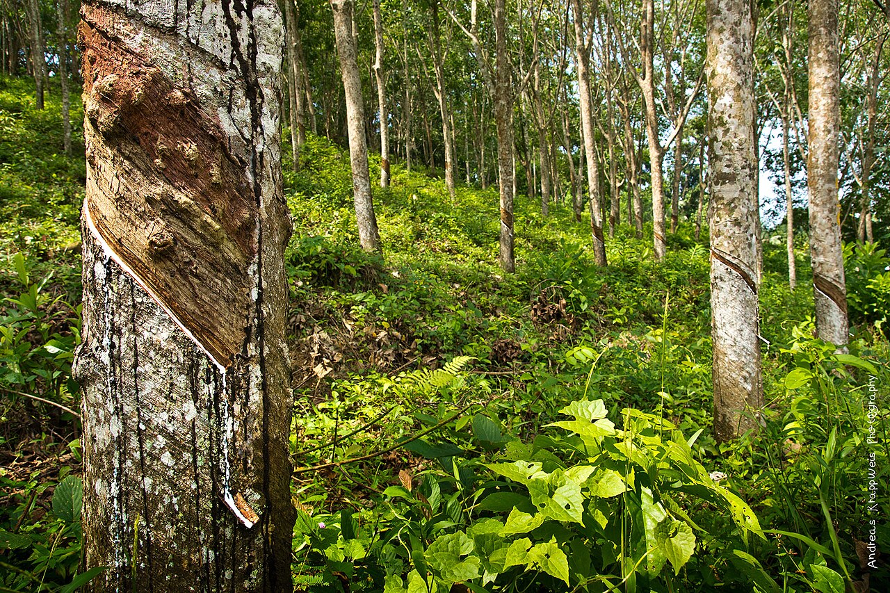 Rubber Plantation