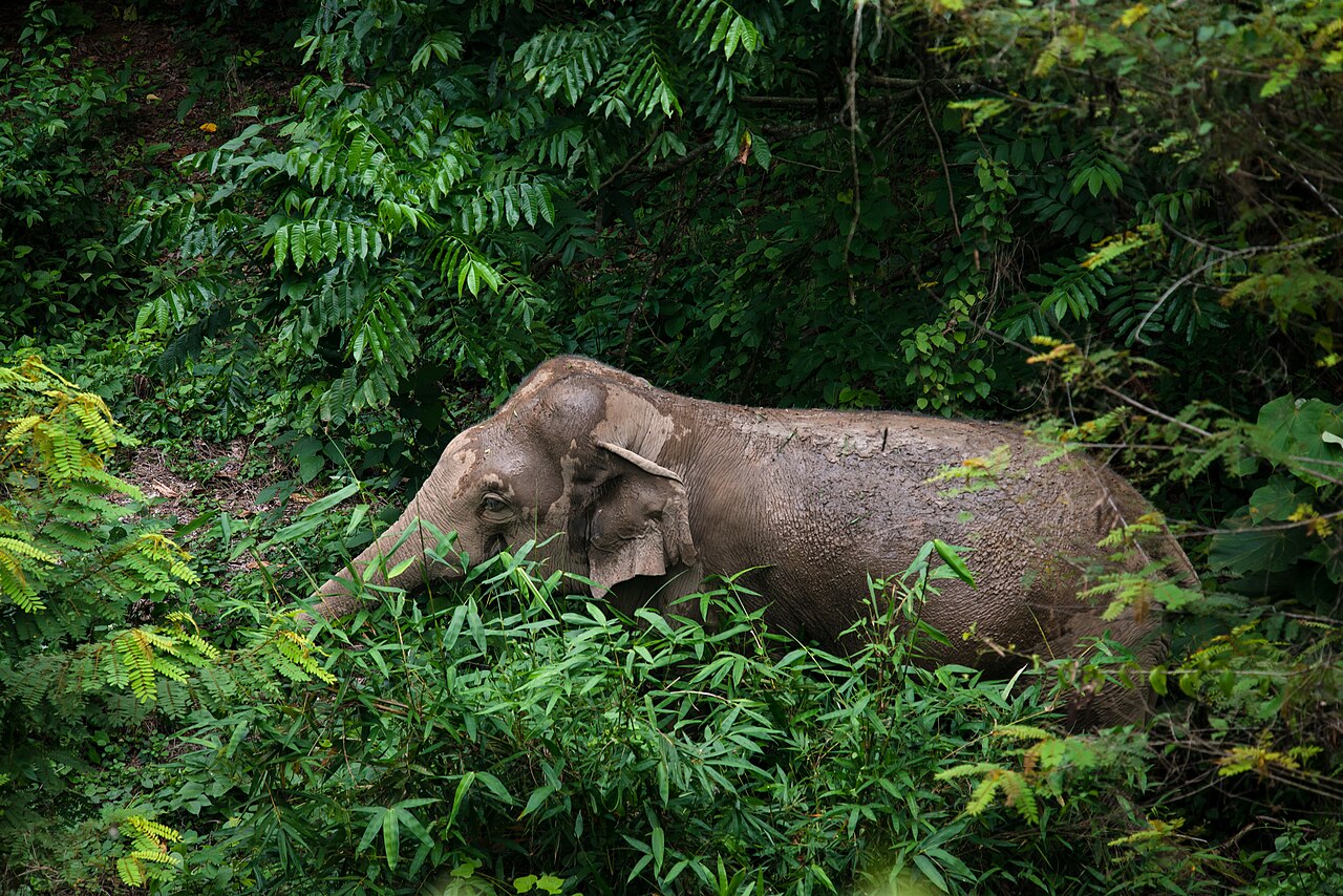 Rainforest