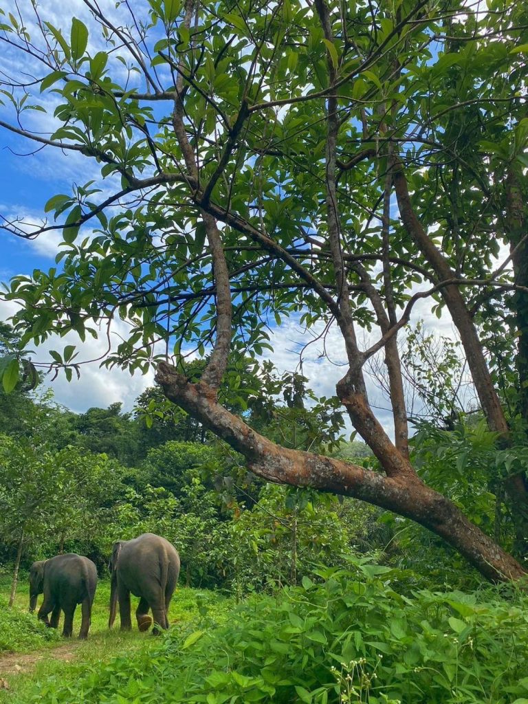 Elephant Conservation Center in Khao Sok.