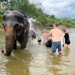 Spend an exceptional day surrounded by elephants. Feed them, help them bathe, pet them and show them your love.