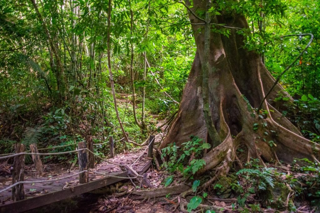 Trekking in the rainforest of Khao Sok.
